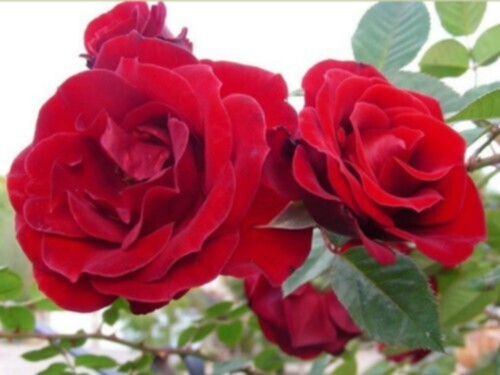 Chuyên bán hoa hồng leo - hoa hồng bụi - hoa hồng ngoại ở Sài Gòn - 5
